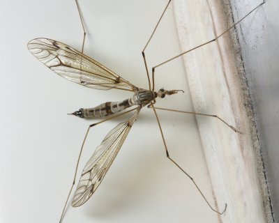 Crane Fly, Tipula (Hesperotipula) sp. (Tipulidae)