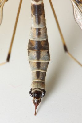 Crane Fly, Tipula (Hesperotipula) sp. (Tipulidae)