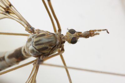 Crane Fly, Tipula (Hesperotipula) sp. (Tipulidae)