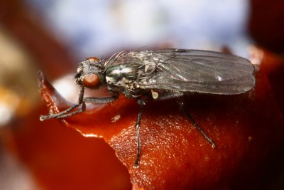 Seaweed Fly, Fucellia sp. (Anthomyiidae)