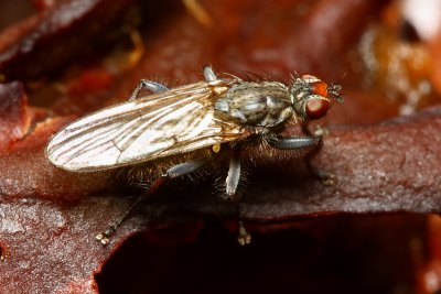 Scathophaga intermedia (Scathophagidae)