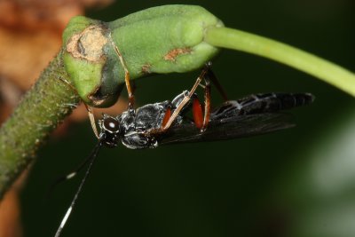 Ichneumon Wasp (Ichneumonidae)