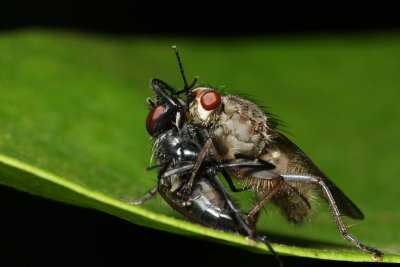 Dung Fly, Scathophaga sp. (Scathophagidae)