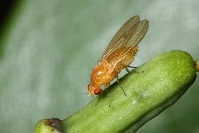 Meiosimyza sp. (Lauxaniidae)