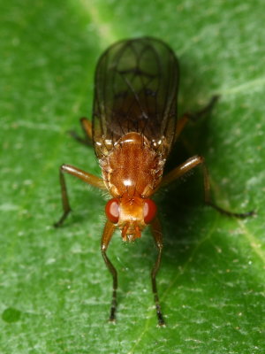 Dryomyza sp. (Dryomyzidae)