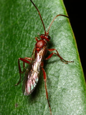 Ichneumon Wasp (Ichneumonidae)