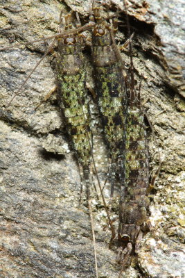 Jumping Bristletail, Petridiobius arcticus (Machilidae)