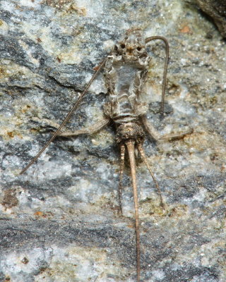 Jumping Bristletail, Petridiobius arcticus (Machilidae)