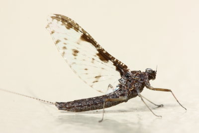 Small Minnow Mayfly, Callibaetis ferrugineus hageni (Baetidae)