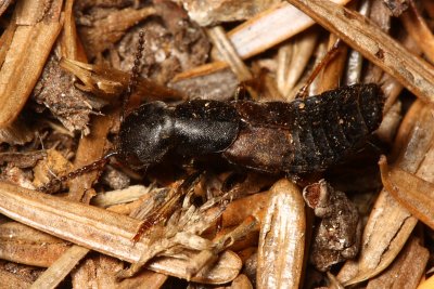 Rove Beetle, Dinothenarus pleuralis (Staphylinidae)
