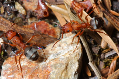 Mound Ants, Formica sp. (Formicidae)