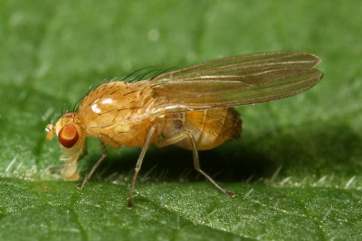 Meiosimyza (Lyciella) sp. (Lauxaniidae)