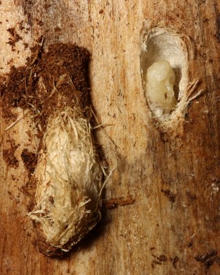 Weevil pupa (Curculionidae)