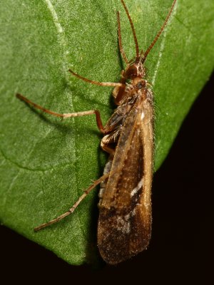Caddisfly, Limnephilus sp. (Limnephilidae)