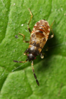 Seed Bug nymph (Rhyparochromidae)