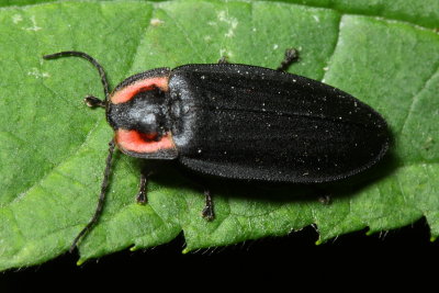 Diurnal Firefly, Ellychnia facula (Lampyridae)