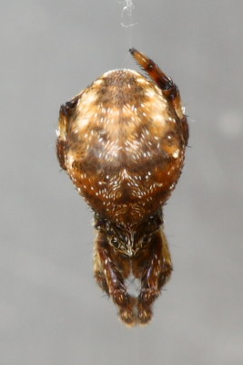 Triangle Web Spider, Hyptiotes gertschi (Uloboridae)