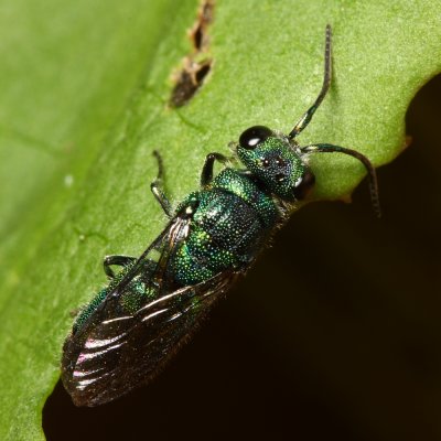 Cuckoo wasp, Chrysis sp. (Chrysididae)