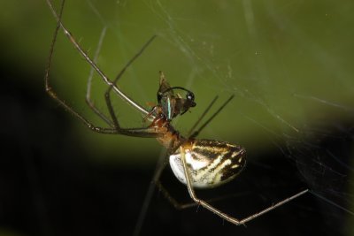 Filmy Dome Spider, Neriene radiata (Linyphiidae)