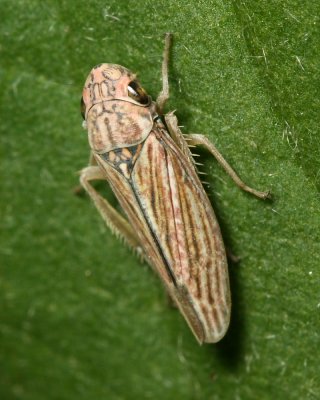 Graphocephala gothica (Cicadellinae)