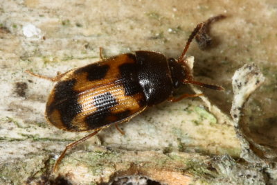 Hairy Fungus Beetle (Mycetophagus flexuosus), family Mycetophagidae