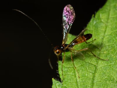 Family Braconidae - Braconid Wasps