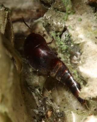 Sepedophilus marshami