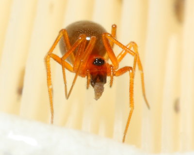 Dwarf Spider