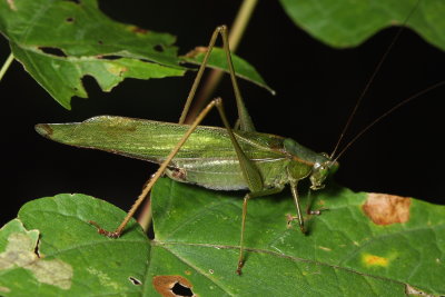 Fork-tailed Bush Katydid (Scudderia furcata)