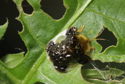Clavata Tortoise Beetle (Plagiometriona clavata)