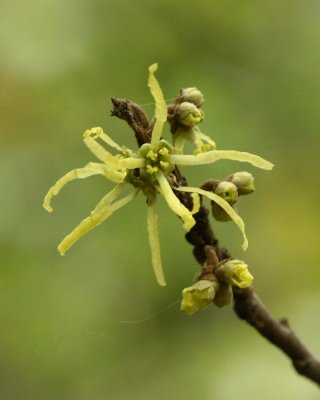 Witch Hazel (Hamamelis virginiana), family Hamamelidaceae