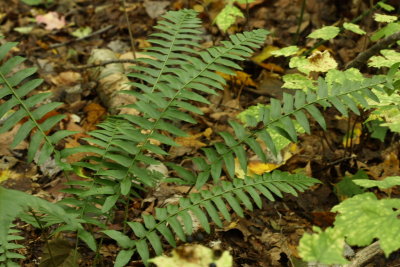 Christmas Fern (Polystichum acrostichoides)