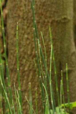 Common Scouring Rush (Equisetum hyemale)