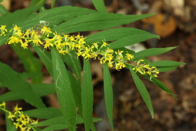 Blue-stemmed Goldenrod (Solidago caesia)