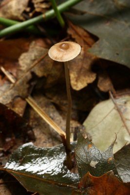 Marasmius cf.