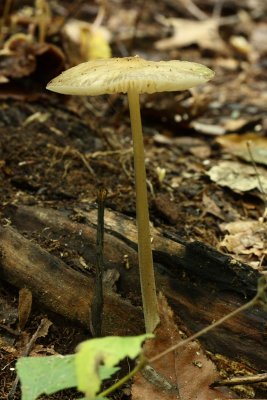 Beech Rooter (Oudemansiella furfuracea)