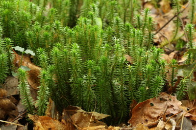 Lycopodiophyta - Clubmosses