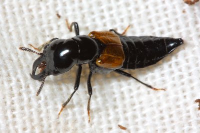 Cross-toothed Rove Beetle (Oxyporus rufipennis)