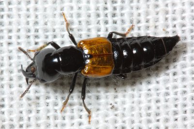 Cross-toothed Rove Beetle (Oxyporus rufipennis)