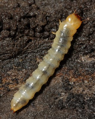 Synchroa Bark Beetle (Synchroa punctata), family Synchroidae