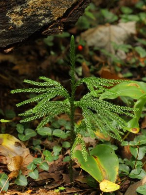 Flat-branched Tree Clubmoss (Dendrolycopodium obscurum)