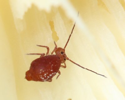 Ptenothrix unicolor