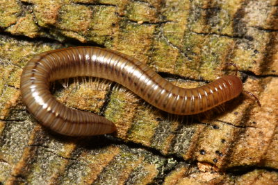 Millipede, family Parajulidae
