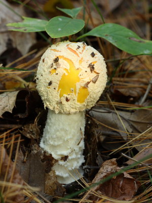 Amanita muscaria var. guessowii