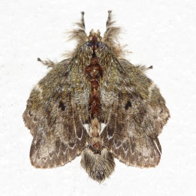 Euglyphis submarginalis (Lasiocampidae)