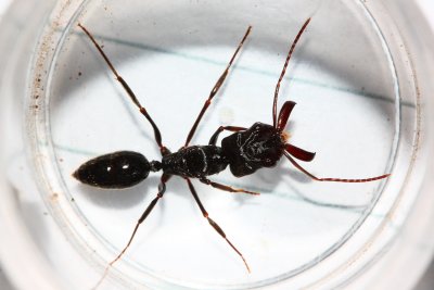 Trap-jaw Ant, Odontomachus sp. (Ponerinae)