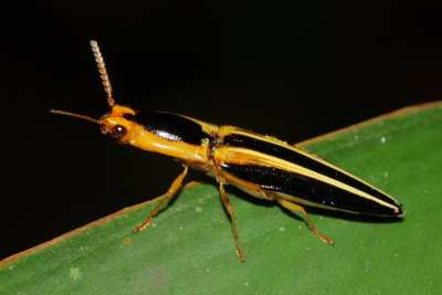 Click Beetle, Semiotus bilineatus (Elateridae)