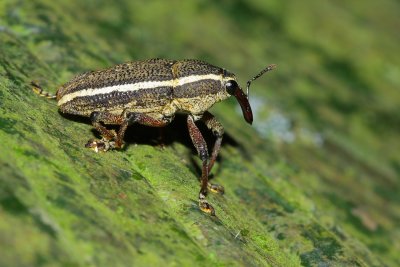 Weevil, Cholus sp. (Curculionidae: Molytinae)