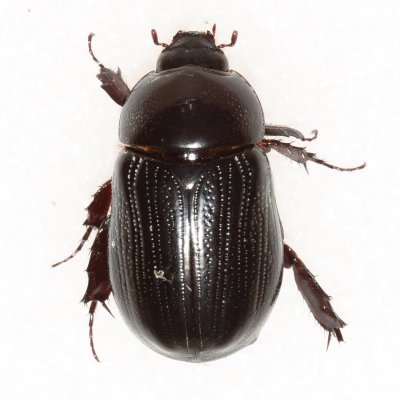 Stenocrates sp. (Scarabaeidae: Dynastinae)