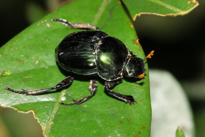 Dung Scarab, Canthon sp. (Scarabaeidae: Scarabaeinae)